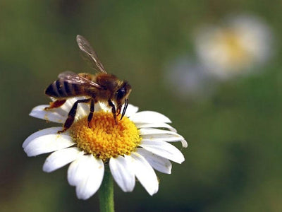 HELP THE BEES!